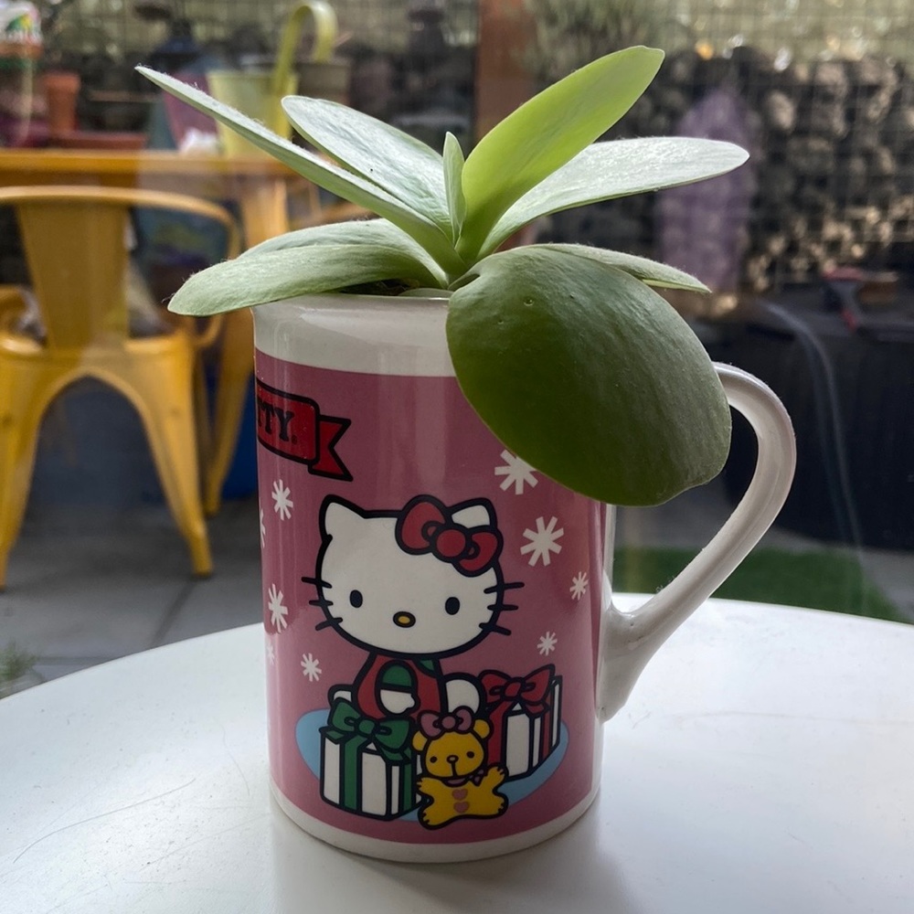 Hello Kitty Cup With a Succulent